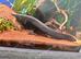 Fire eel