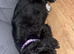 Cocker spaniel