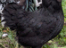 Lavender & Black Araucana Bantams, Blue eggs layers