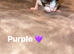 tabby kittens