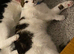 1 yr old white & tabby male