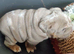 Merle puppys