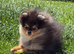 Rkc Pomeranian Puppy for sale