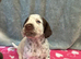 6 beautiful short haired pointer puppies
