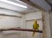 Indian ringnecks for sale