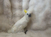 Sulphur-Crested Cockatoo