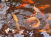 Fancy goldfish fantail all mixed colours