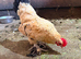 Lemon Sadleboot Millefleur Booted Bantam