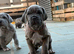 Hybrid mastiffs