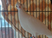 Pigeon and Dove Paired females