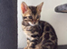 6-Month-Male-Bengal - Neutered, microchipped & Vaccinated