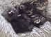 Maincoon cross