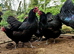 Australrop Black LF hatching fertilised eggs rare