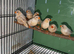 Orange zebra finches