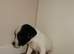 Parson Russell terriers