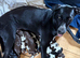 PUPS STILL AVAILABLE AND READY TO GO GWP X WEIMKY PUPPIES