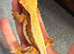 Crested gecko