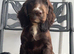 Beautiful cocker spaniel puppies