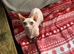 Stunning Bambino Male Available