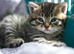 Adorable Kittens Looking for Loving Homes – £30 Each