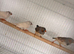 2 pairs of zebra finch
