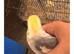 Hand tame