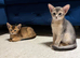 Two Gorgeous Abyssinian Kittens 