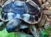 Hermann&rsquo;s 2025 Captive Bred