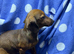 Dachshund x jack russle