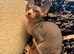 7 Month Old Male & Female Sphynx Cats For Sale