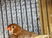 Zebra Finches
