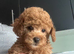 Toy poodle female