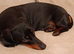 liily 2 years old Dachshund