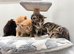 BRITISH SHORTHAIR X KITTENS FOR SALE