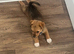 jack russel cross
