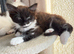 3 wonderfull kittens