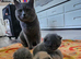 British shorthair kittens