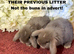 Exceptional Mini Lops! Waiting list open!