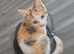 2 domestic short hairs