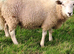 Lleyn Young Tups