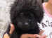 Beautiful Poodle Puppies