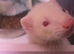 Albino Jill