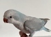 Baby Quaker Glasgow