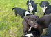 One last boy available! Beautiful litter of collie cross puppies