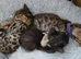 Pure pedigree bengal kittens