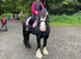 12.3hh cob mare 12 yrs. happy hacker