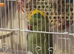 Baby Indian ring neck