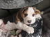 Boy beagle puppy