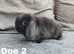 Beautiful mini lops to reserve