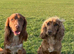 Top class red cockers spainels boys £1250